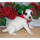 Jack-Russell-Terrier - Rüde
