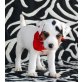 Jack-Russell-Terrier - Rüde