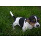Jack-Russell-Terrier - Rüde