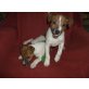 Jack-Russell-Terrier - Rüde