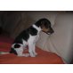 Jack-Russell-Terrier - Rüde