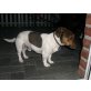 Jack-Russell-Terrier - Rüde