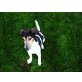 Jack-Russell-Terrier - Rüde