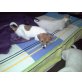 Jack-Russell-Terrier - Rüde