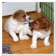 Jack-Russell-Terrier - Rüde