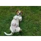 Jack-Russell-Terrier - Rüde
