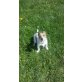 Jack-Russell-Terrier - Rüde