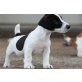 Jack-Russell-Terrier - Rüde