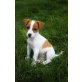 Jack-Russell-Terrier - Rüde