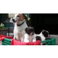 Jack Russell Terrier - Spitz Mischlingswelpen Welpen - Hündin