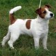 Jack Russell Terrier Welpen 8 Wochen alt, Jack-Russell-Terrier Welpen - Rüde