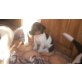 Jack-Russell-Terrier Welpen - Hündin