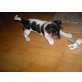 Jack-Russell-Terrier Welpen - Hündin
