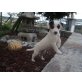 Jack-Russell-Terrier Welpen - Hündin