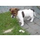 Jack-Russell-Terrier Welpen - Hündin