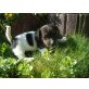 Jack-Russell-Terrier Welpen - Hündin