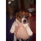 Jack-Russell-Terrier Welpen - Hündin