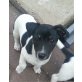 Jack-Russell-Terrier Welpen - Hündin