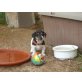 Jack-Russell-Terrier Welpen - Hündin