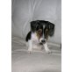 Jack-Russell-Terrier Welpen - Hündin