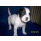Jack-Russell-Terrier Welpen - Hündin