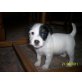 Jack-Russell-Terrier Welpen - Hündin