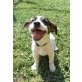 Jack-Russell-Terrier Welpen - Hündin