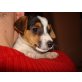 Jack-Russell-Terrier Welpen - Hündin