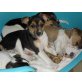 Jack-Russell-Terrier Welpen - Hündin
