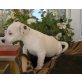 Jack-Russell-Terrier Welpen - Hündin