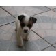Jack-Russell-Terrier Welpen - Hündin