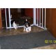 Jack-Russell-Terrier Welpen - Hündin