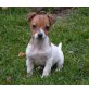 Jack-Russell-Terrier Welpen - Hündin