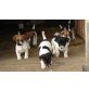 Jack-Russell-Terrier Welpen - Hündin