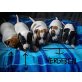 Jack-Russell-Terrier Welpen - Hündin
