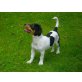 Jack-Russell-Terrier Welpen - Hündin