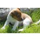 Jack-Russell-Terrier Welpen - Hündin