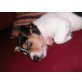 Jack-Russell-Terrier Welpen - Hündin