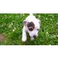 Jack-Russell-Terrier Welpen - Hündin