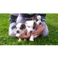 Jack-Russell-Terrier Welpen - Hündin