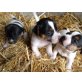Jack-Russell-Terrier Welpen - Hündin