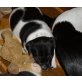 Jack-Russell-Terrier Welpen - Hündin