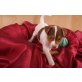 Jack-Russell-Terrier Welpen - Hündin