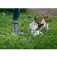 Jack-Russell-Terrier Welpen - Hündin