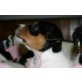 Jack-Russell-Terrier Welpen - Hündin