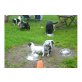 Jack-Russell-Terrier Welpen - Hündin