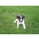 Jack-Russell-Terrier Welpen - Hündin