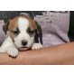 Jack-Russell-Terrier Welpen - Hündin