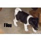 Jack-Russell-Terrier Welpen - Hündin
