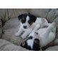 Jack-Russell-Terrier Welpen - Hündin